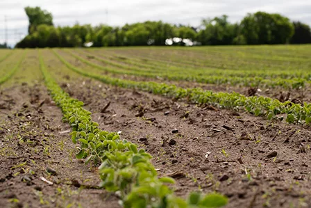 sulfur_soybeans