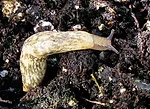 GardenSlug-1.jpg