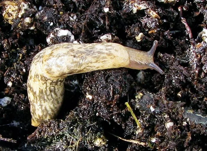 GardenSlug-1.jpg