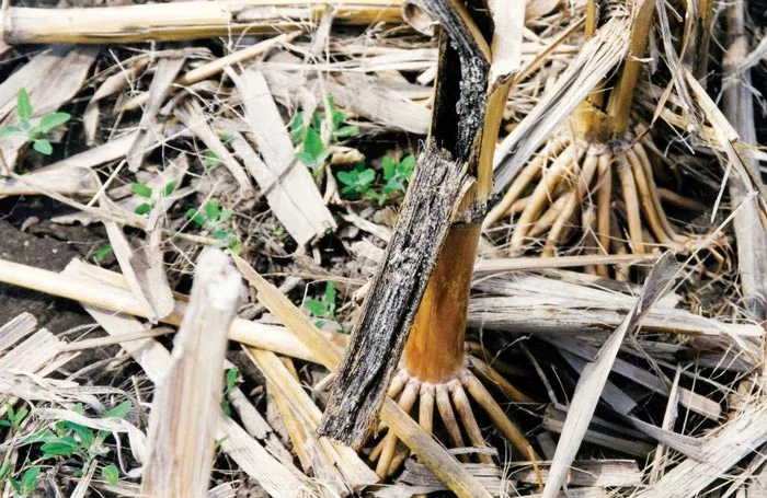 Treated_corn_root_crown_1200_dpi-4.jpg