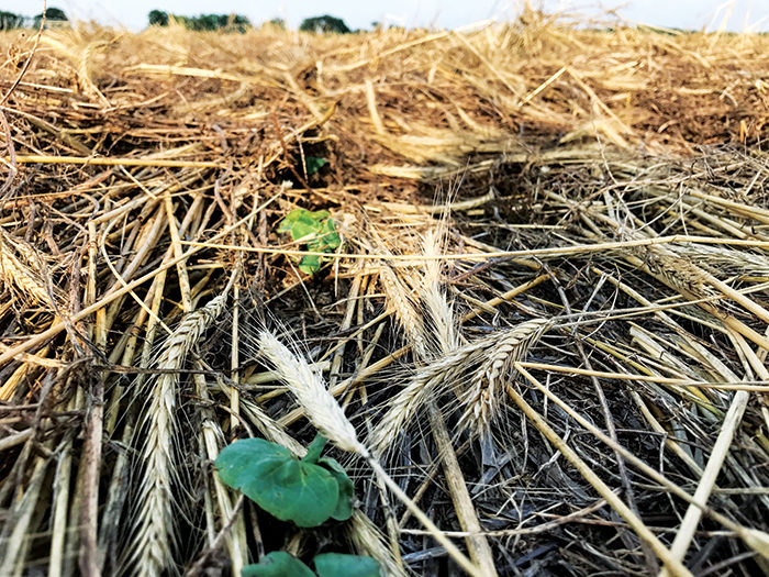 cotton growing