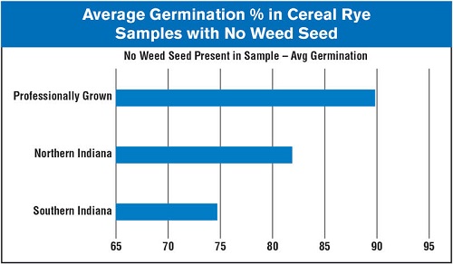 rye germination