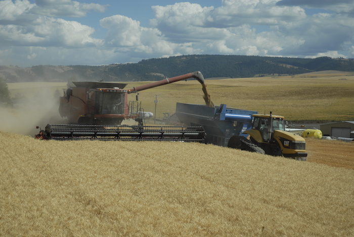 Wittman grain harvest