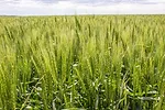 no-till wheat and cover crop