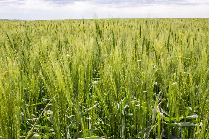 no-till wheat and cover crop