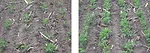 soybean rows