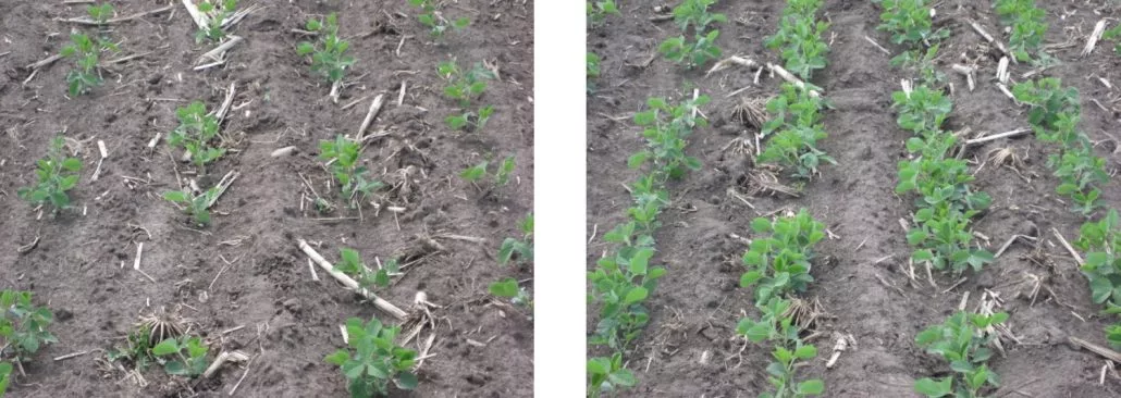 soybean rows