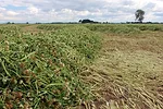 Fixation Super Silage