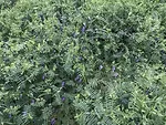 Winter King Hairy Vetch