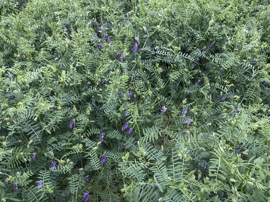 Winter King Hairy Vetch