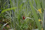 cover crop mix