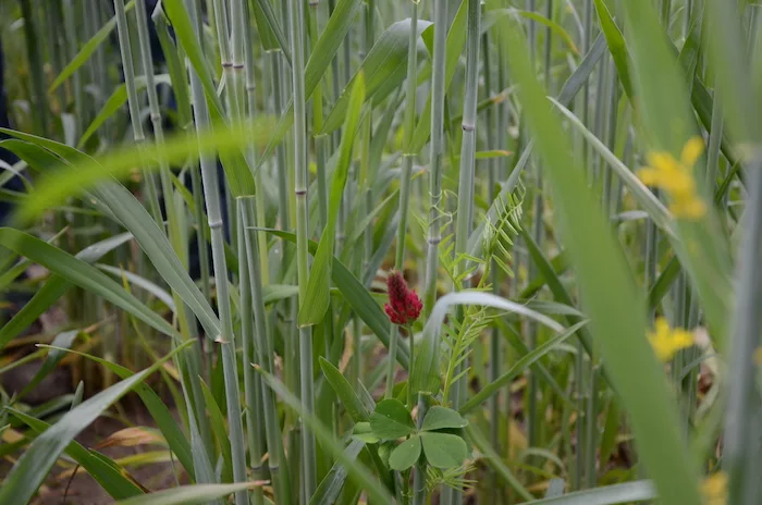cover crop mix