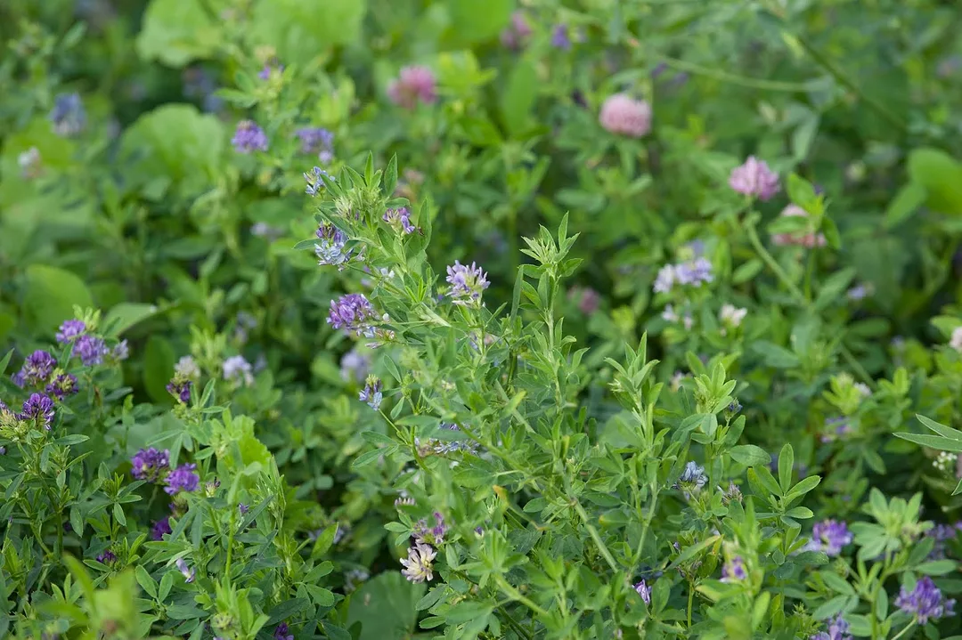 Alfalfa field