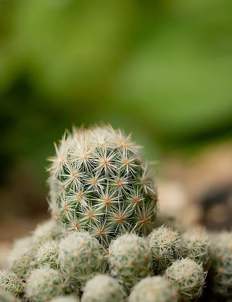 Mintz cactus