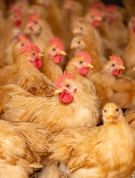 Mintz chickens