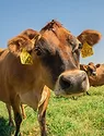 Mintz cow