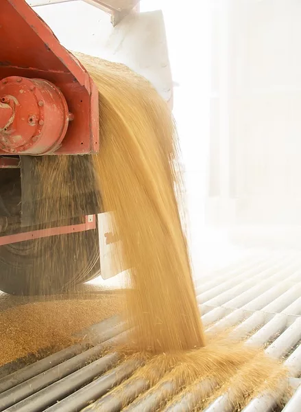 Mintz grain