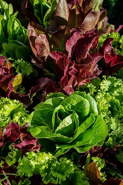 Mintz lettuce