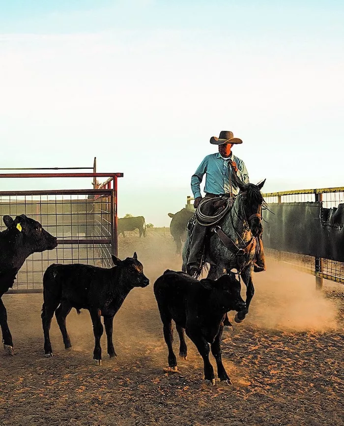 Mintz rider with cows