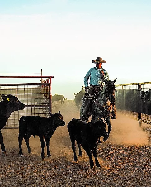 Mintz rider with cows