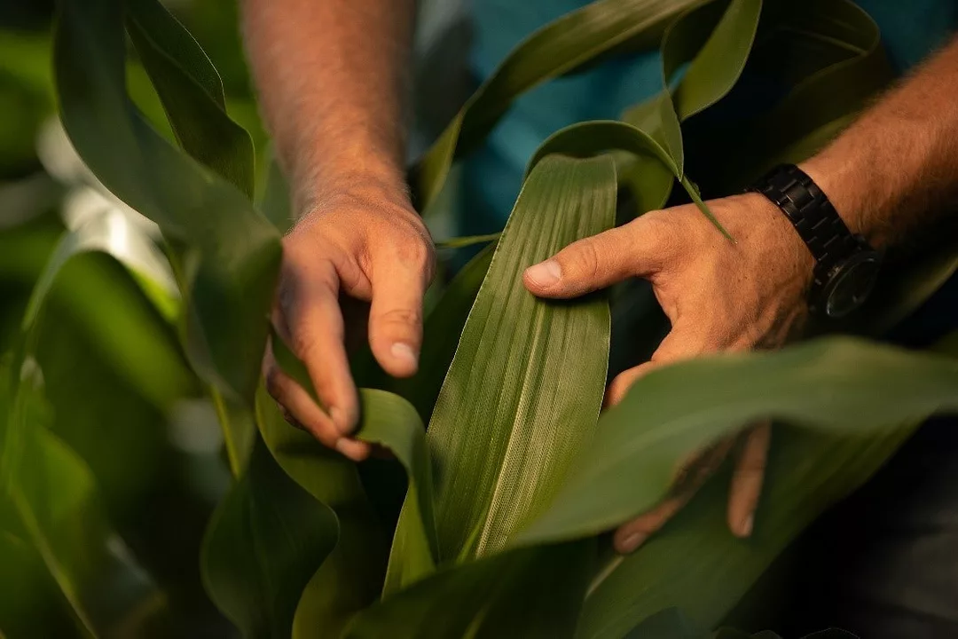 Golden Harvest corn hybrid