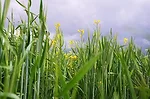 cereal rye and rape