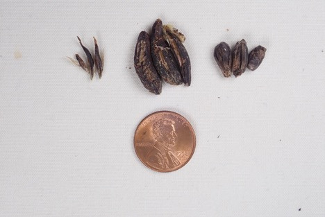 Missionary Calamity base Ergot in Small Grains and Grasses: 6 Considerations
