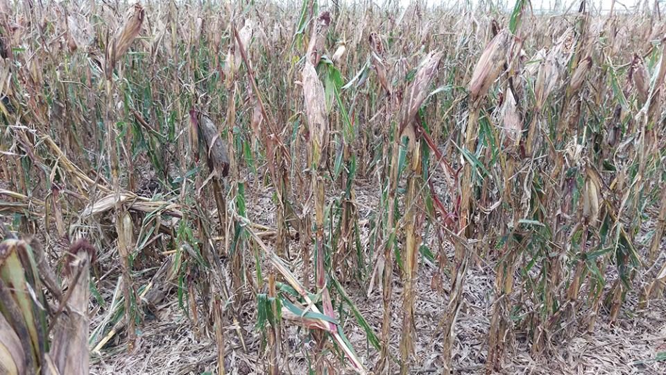 hail damaged corn