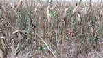 hail damaged corn