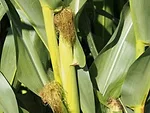 Immature corn