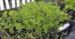 Clover Pedigree