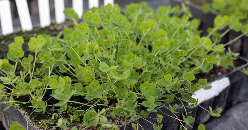 Clover Pedigree