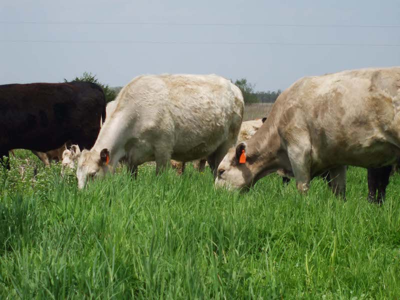 Beef-cattle-clover-mixture-Grassland-Oregon.jpg