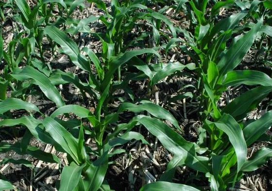 corn-on-corn