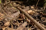 no-till residue