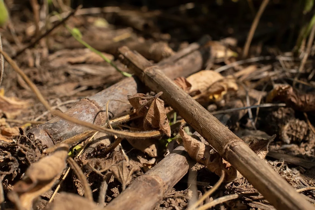 no-till residue