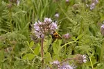 bee on phacelia