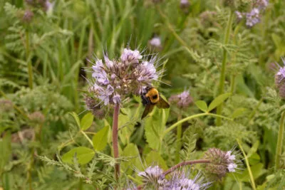 bee on phacelia