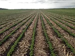 strip till plot