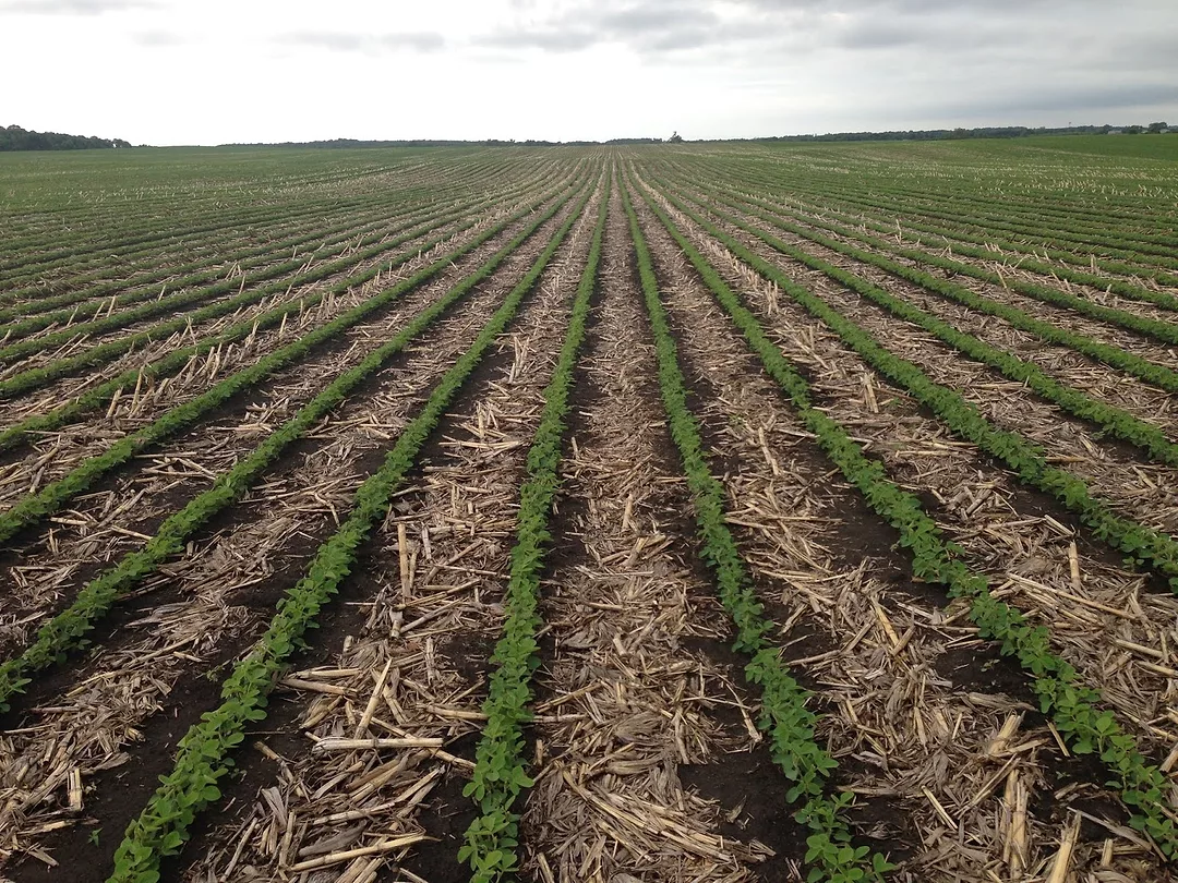 strip till plot