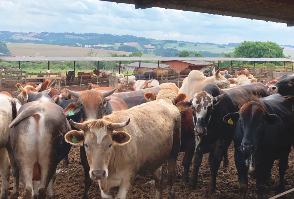 Cattle in Brazil