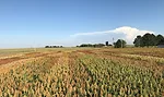 Sorghum field trials