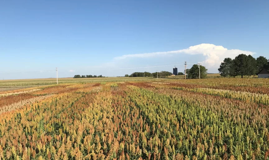 Sorghum field trials