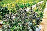 kush-hemp