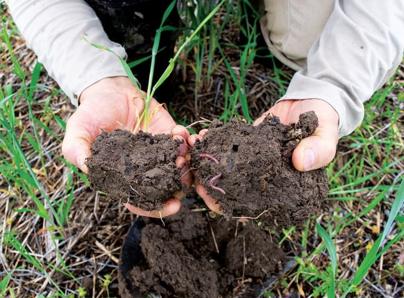 Linenbringer-soil
