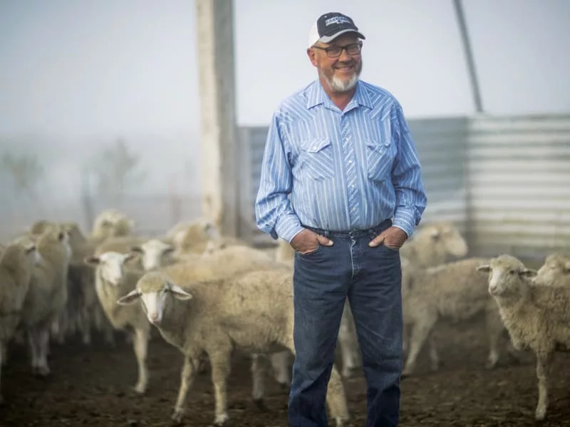 terry-sheep-2018-1.jpg