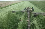 Roller-crimper terminating cover crop