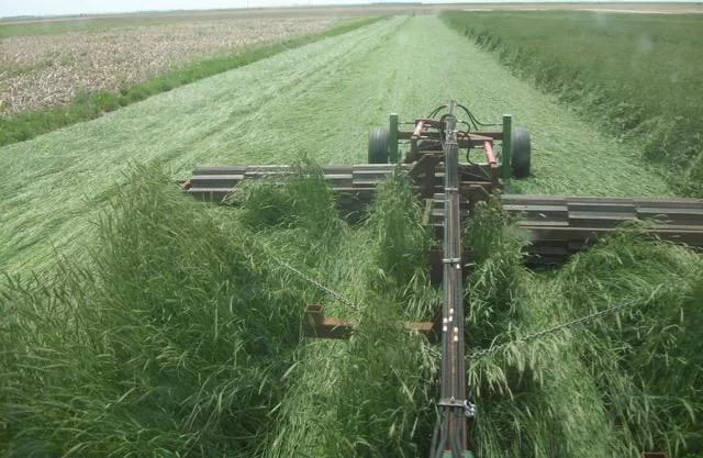 Roller-crimper terminating cover crop