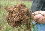 healthy no-till soil with worm