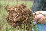 healthy no-till soil with worm